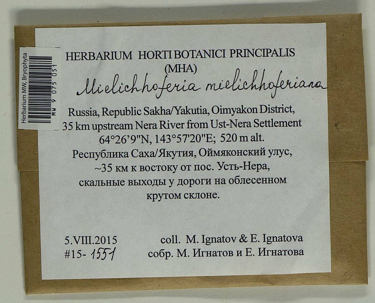 Mielichhoferia mielichhoferiana (Funck) Loeske, Гербарий мохообразных, Мхи - Якутия (B19) (Россия)