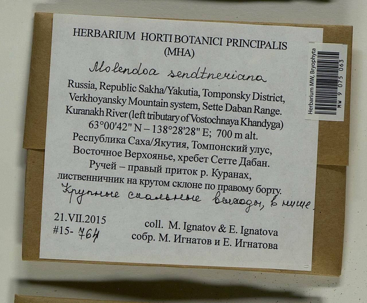 Molendoa sendtneriana (Bruch & Schimp.) Limpr., Гербарий мохообразных, Мхи - Якутия (B19) (Россия)
