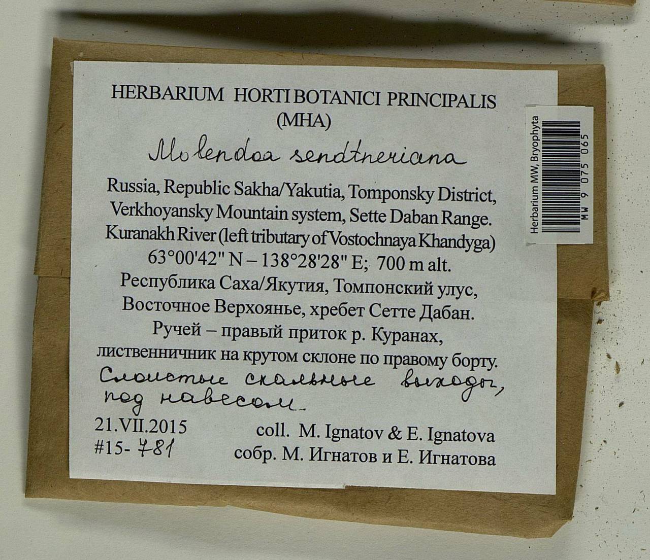 Molendoa sendtneriana (Bruch & Schimp.) Limpr., Гербарий мохообразных, Мхи - Якутия (B19) (Россия)