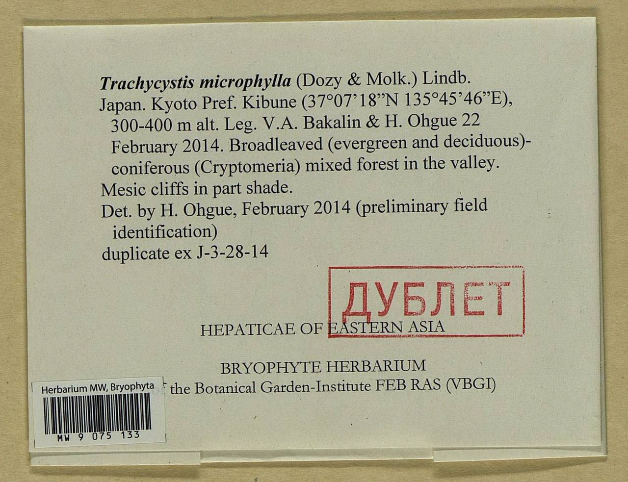 Trachycystis microphylla (Dozy & Molk.) Lindb., Гербарий мохообразных, Мхи - Азия (вне границ бывшего СССР) (BAs) (Япония)
