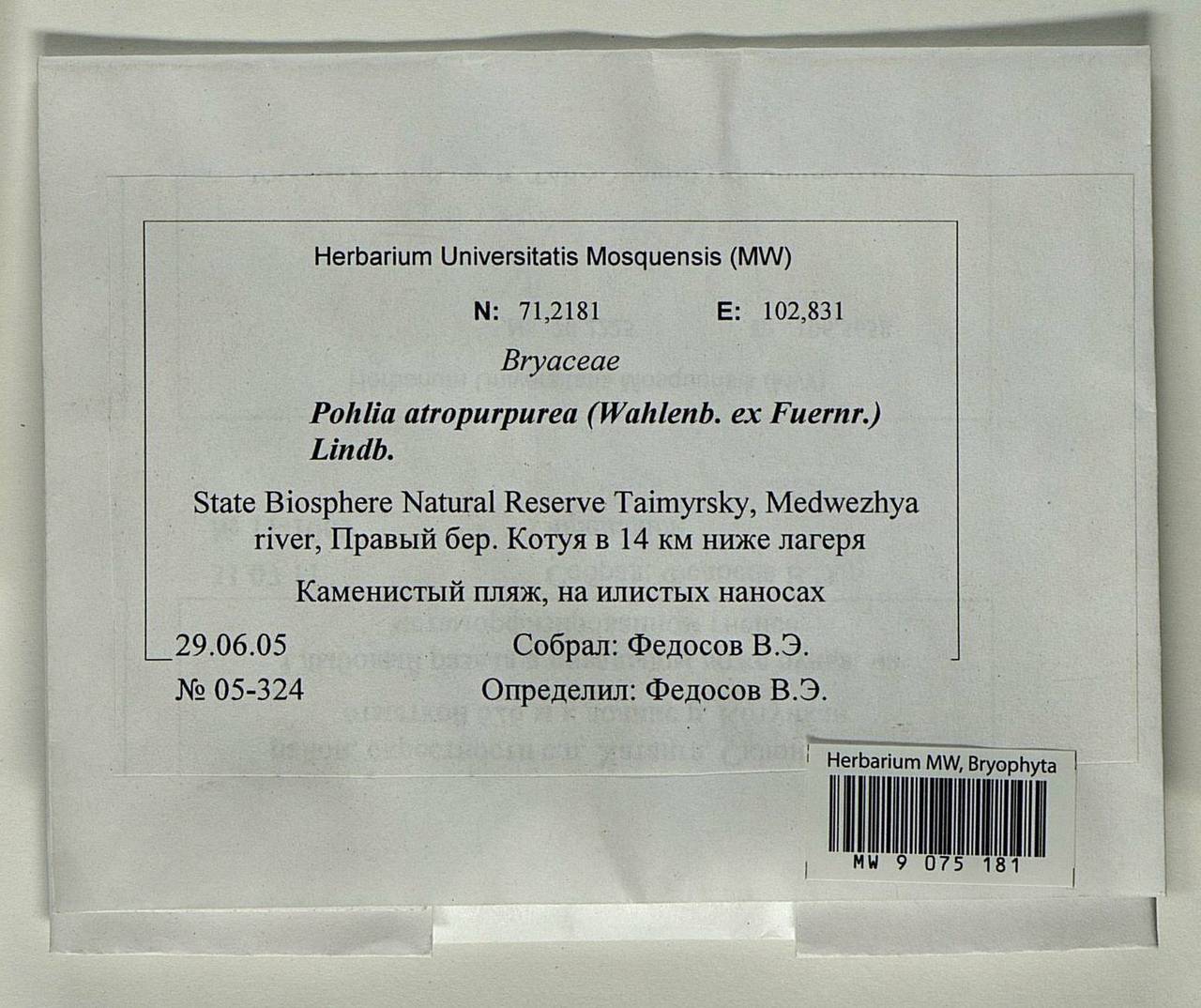 Pohlia atropurpurea (Wahlenb.) H. Lindb., Гербарий мохообразных, Мхи - Красноярский край, Тыва и Хакасия (B17) (Россия)