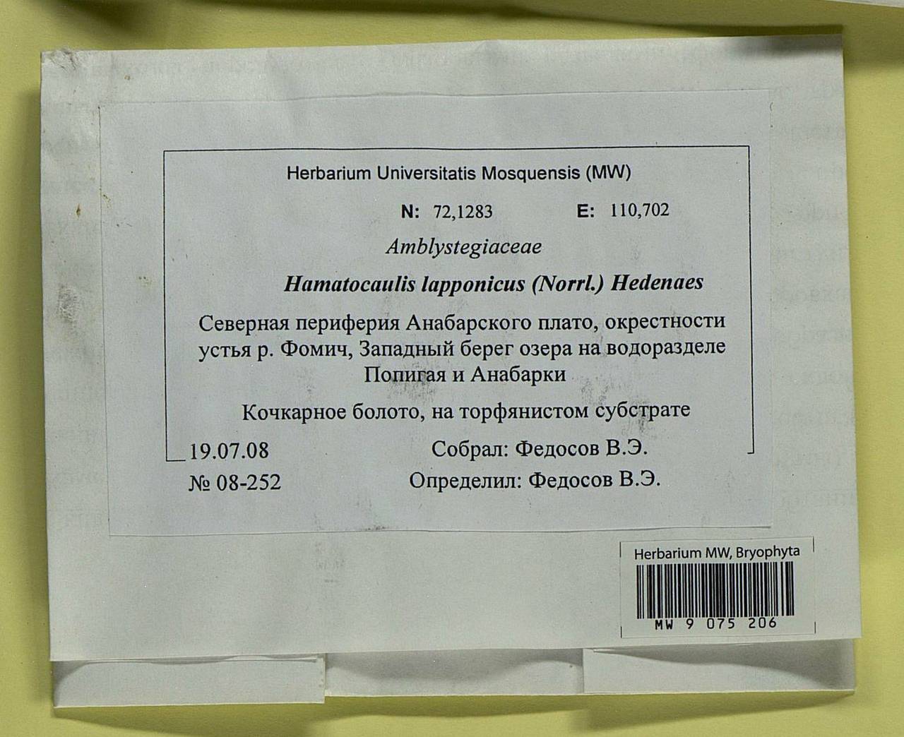 Hamatocaulis lapponicus (Norrl.) Hedenäs, Гербарий мохообразных, Мхи - Красноярский край, Тыва и Хакасия (B17) (Россия)