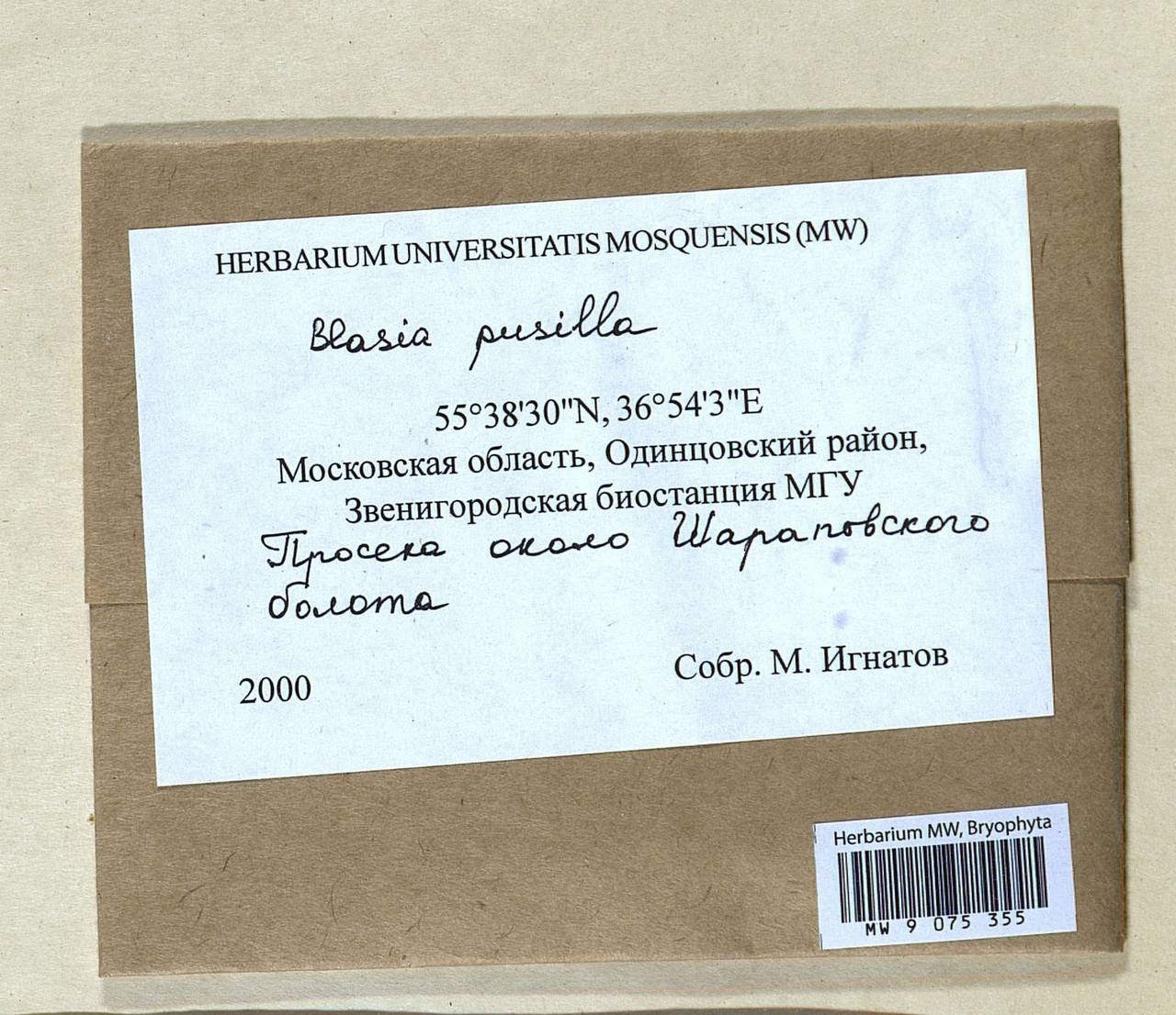 Blasia pusilla L., Гербарий мохообразных, Мхи - Москва и Московская область (B6a) (Россия)