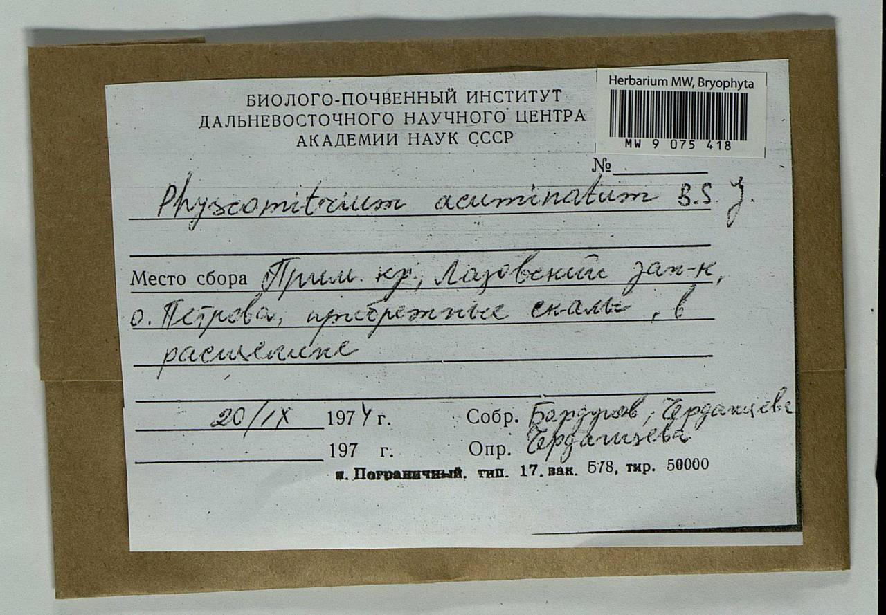 Physcomitrium acuminatum Bruch & Schimp., Гербарий мохообразных, Мхи - Дальний Восток (без Чукотки и Камчатки) (B20) (Россия)