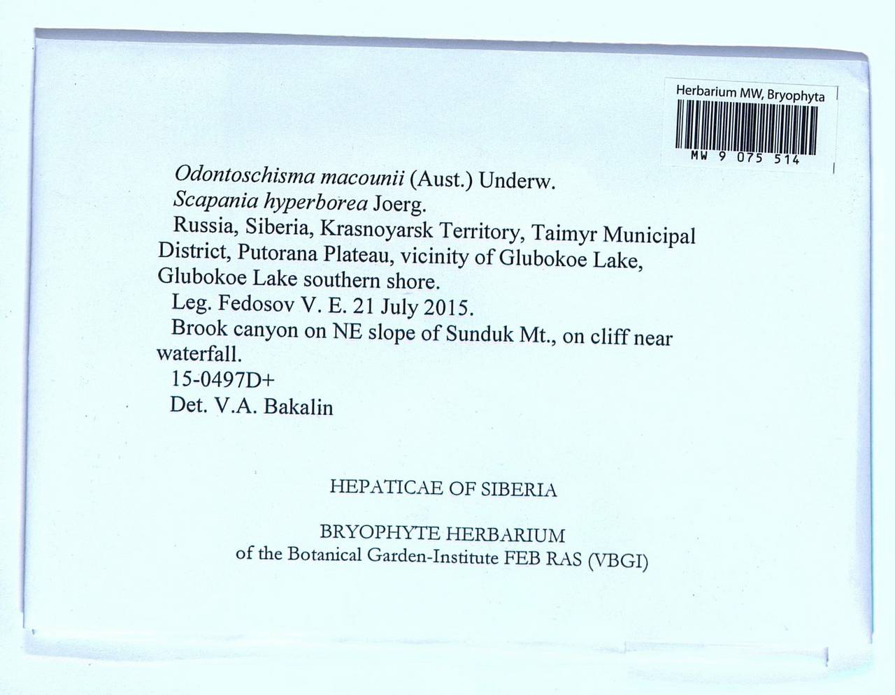 Odontoschisma macounii (Austin) Underw., Гербарий мохообразных, Мхи - Красноярский край, Тыва и Хакасия (B17) (Россия)