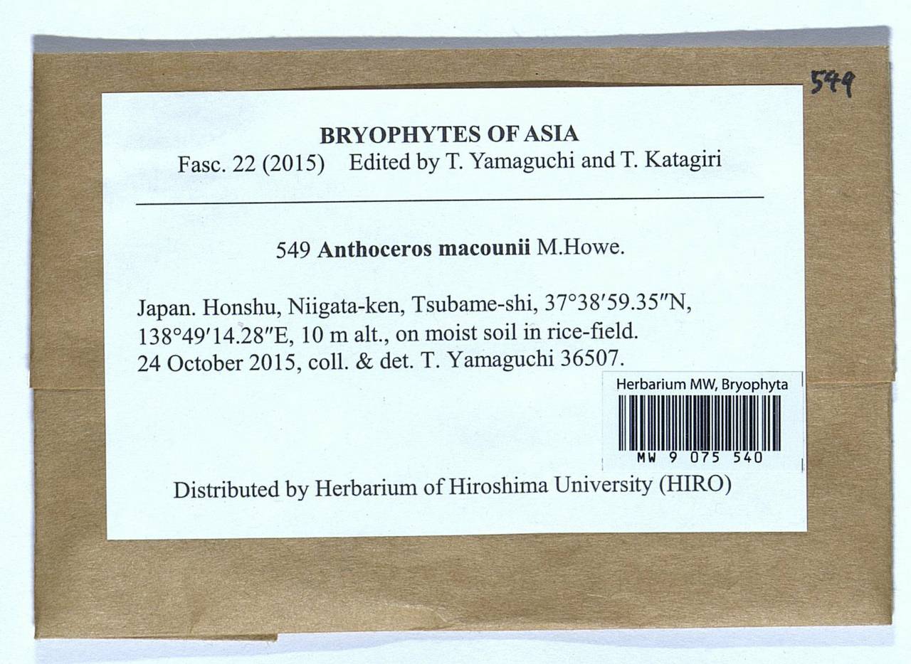 Anthoceros macounii M. Howe, Гербарий мохообразных, Мхи - Азия (вне границ бывшего СССР) (BAs) (Япония)