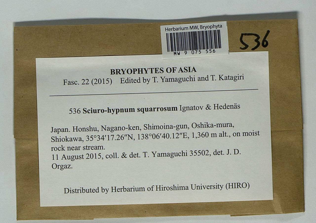 Sciuro-hypnum squarrosum Ignatov & Hedenäs, Гербарий мохообразных, Мхи - Азия (вне границ бывшего СССР) (BAs) (Япония)
