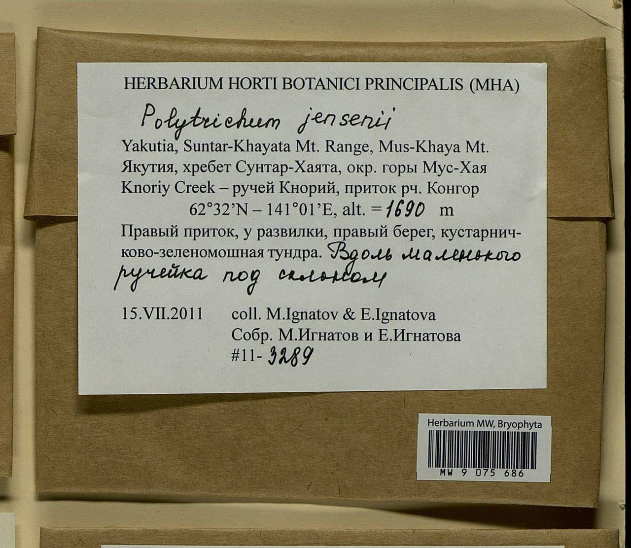 Polytrichum jensenii I. Hagen, Гербарий мохообразных, Мхи - Якутия (B19) (Россия)