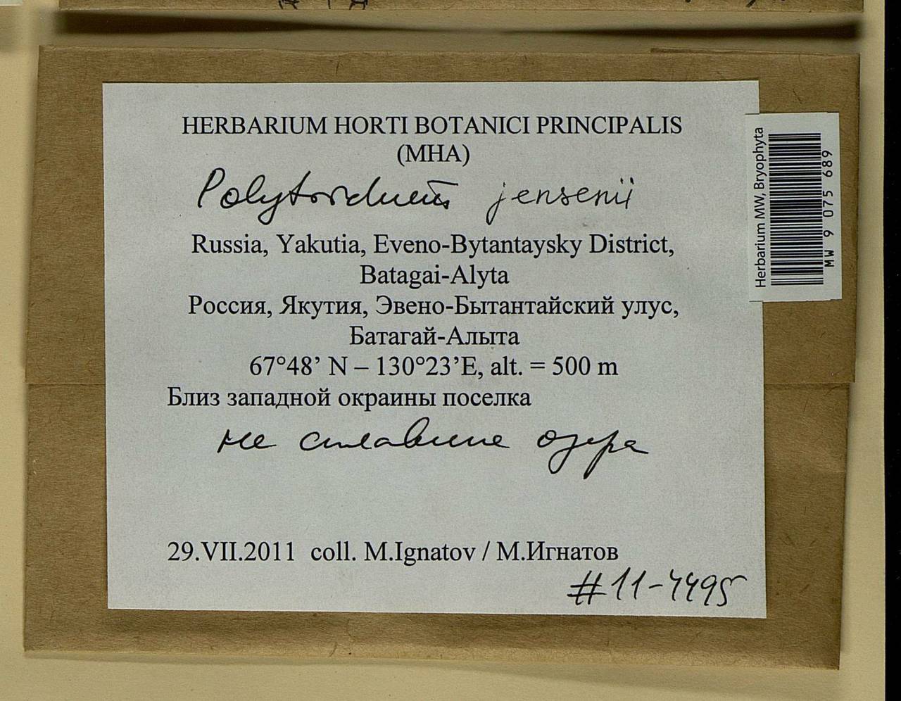 Polytrichum jensenii I. Hagen, Гербарий мохообразных, Мхи - Якутия (B19) (Россия)