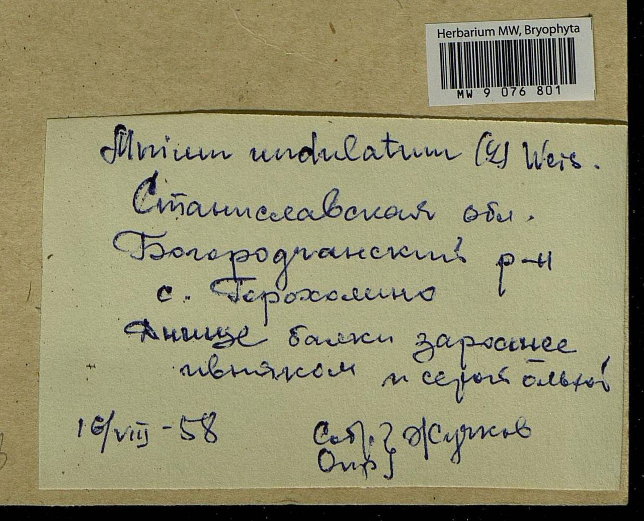 Plagiomnium undulatum (Hedw.) T.J. Kop., Гербарий мохообразных, Мхи - Украина и Молдавия (B3) (Украина)