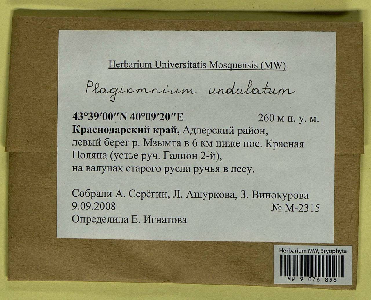 Plagiomnium undulatum (Hedw.) T.J. Kop., Гербарий мохообразных, Мхи - Северный Кавказ и Предкавказье (B12) (Россия)