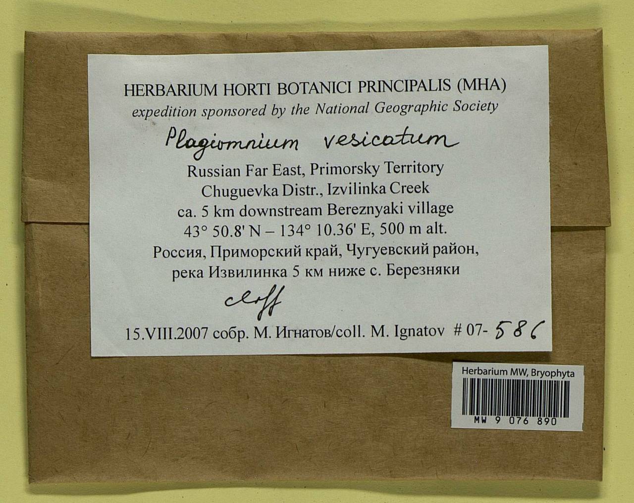Plagiomnium vesicatum (Besch.) T.J. Kop., Гербарий мохообразных, Мхи - Дальний Восток (без Чукотки и Камчатки) (B20) (Россия)
