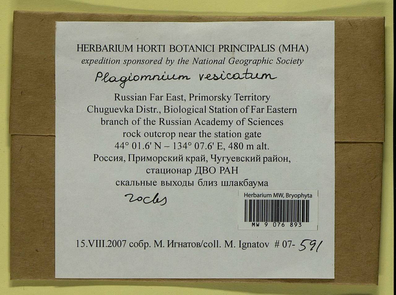 Plagiomnium vesicatum (Besch.) T.J. Kop., Гербарий мохообразных, Мхи - Дальний Восток (без Чукотки и Камчатки) (B20) (Россия)