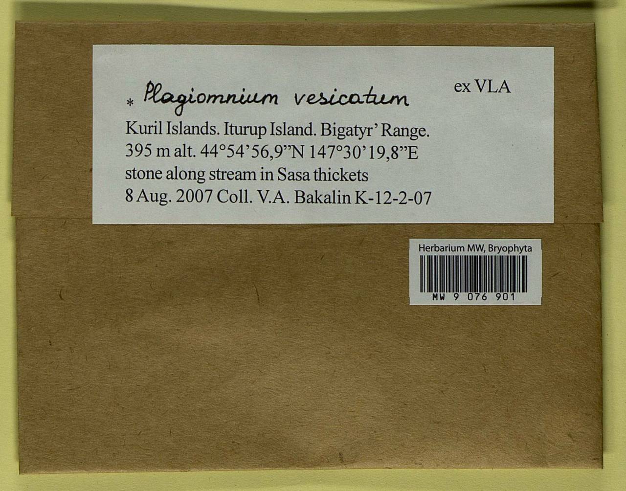 Plagiomnium vesicatum (Besch.) T.J. Kop., Гербарий мохообразных, Мхи - Дальний Восток (без Чукотки и Камчатки) (B20) (Россия)