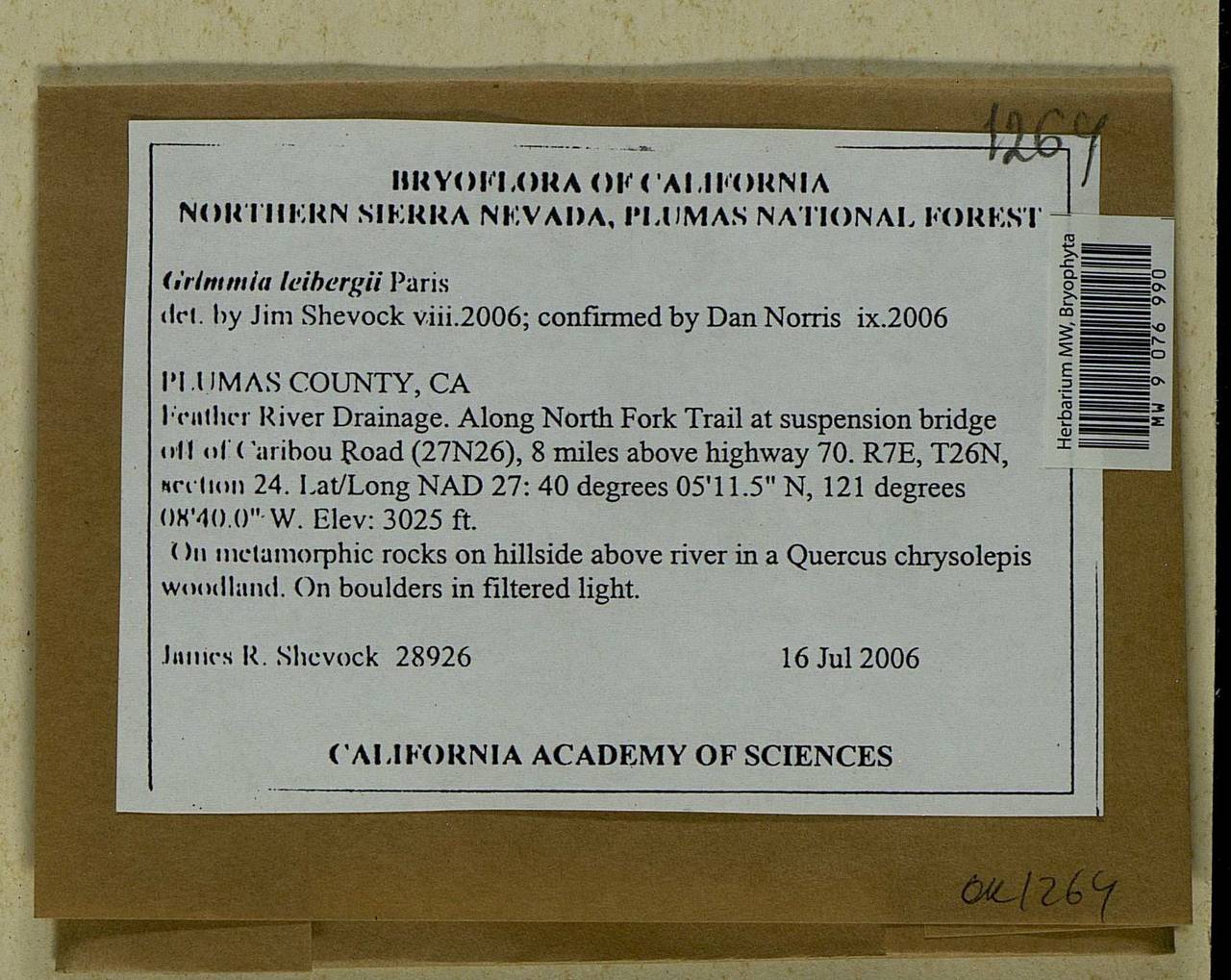 Grimmia leibergii Paris, Гербарий мохообразных, Мхи - Америка (BAm) (США)