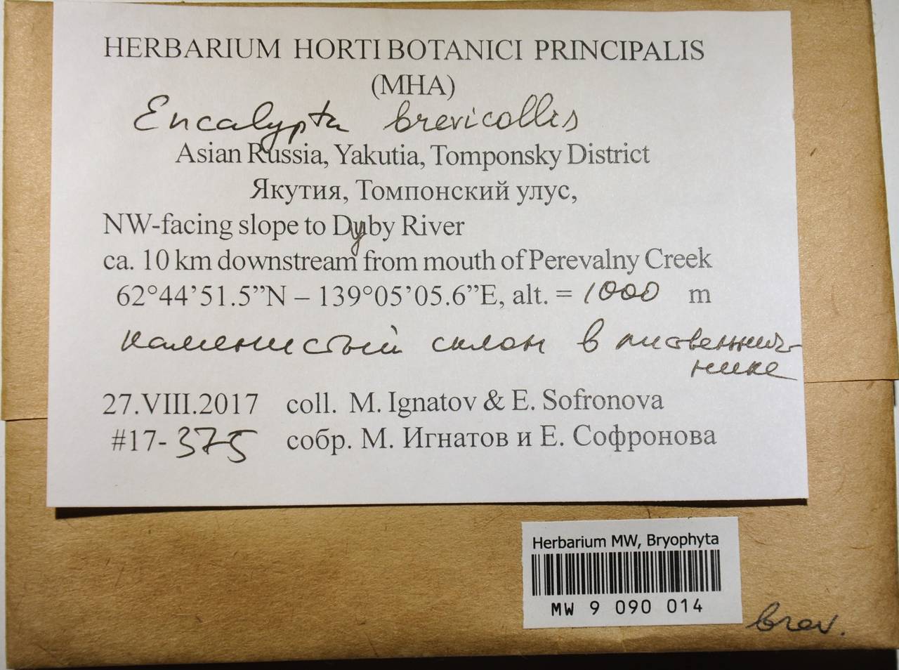 MW 9 090 014, Encalypta brevicolla (Bruch & Schimp.) Ångstr., Гербарий мохообразных, Мхи - Якутия (B19) (Россия)