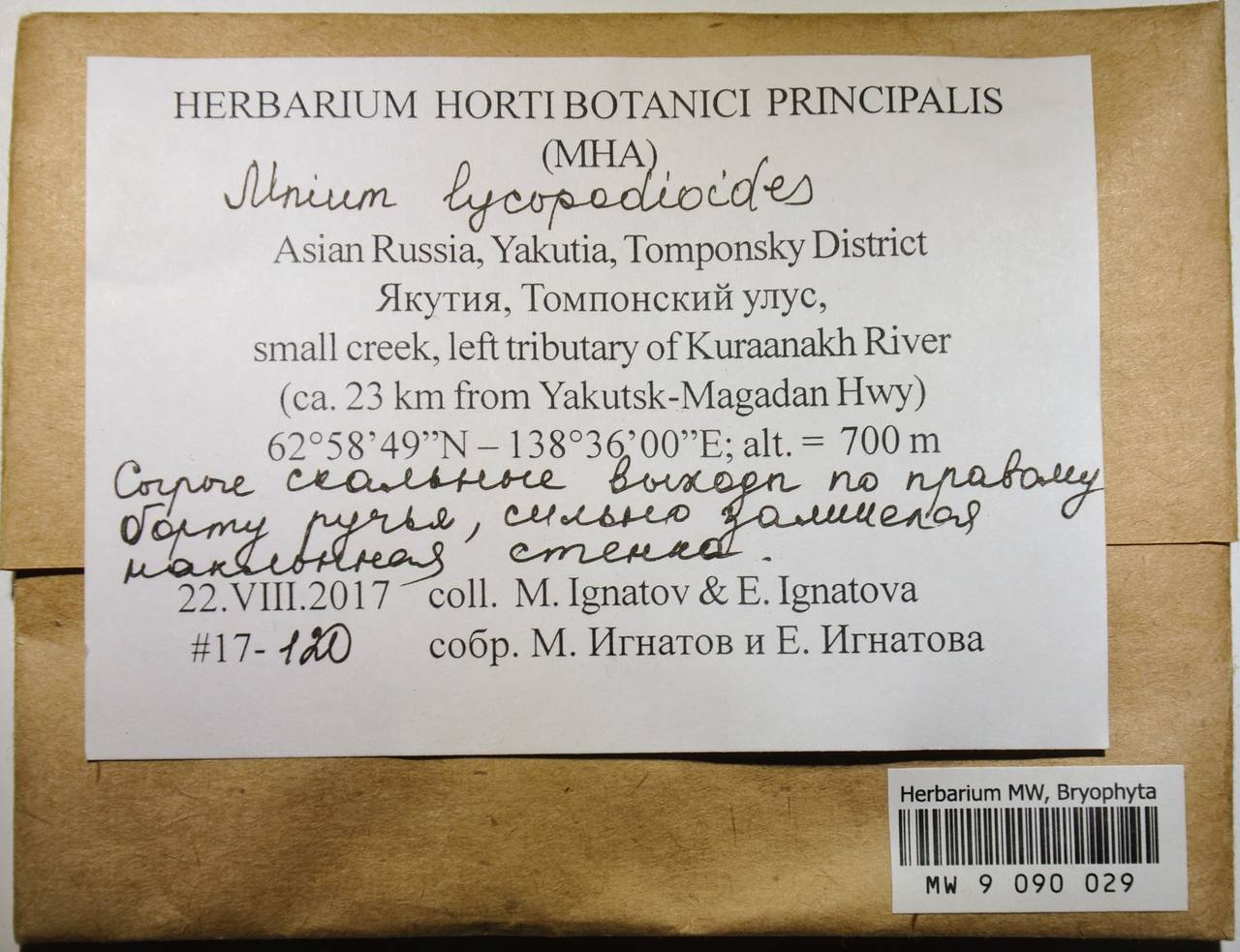 MW9090029, Mnium lycopodioides, specimen MW 9 090 029, Mnium lycopodioides Schwägr., Гербарий мохообразных, Мхи - Якутия (B19) (Россия)