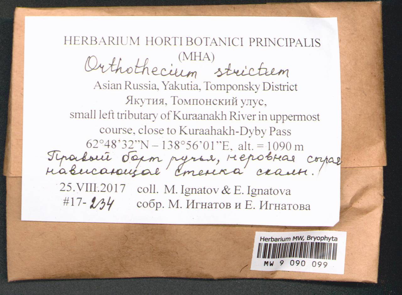 Orthothecium strictum Lorentz, Гербарий мохообразных, Мхи - Якутия (B19) (Россия)