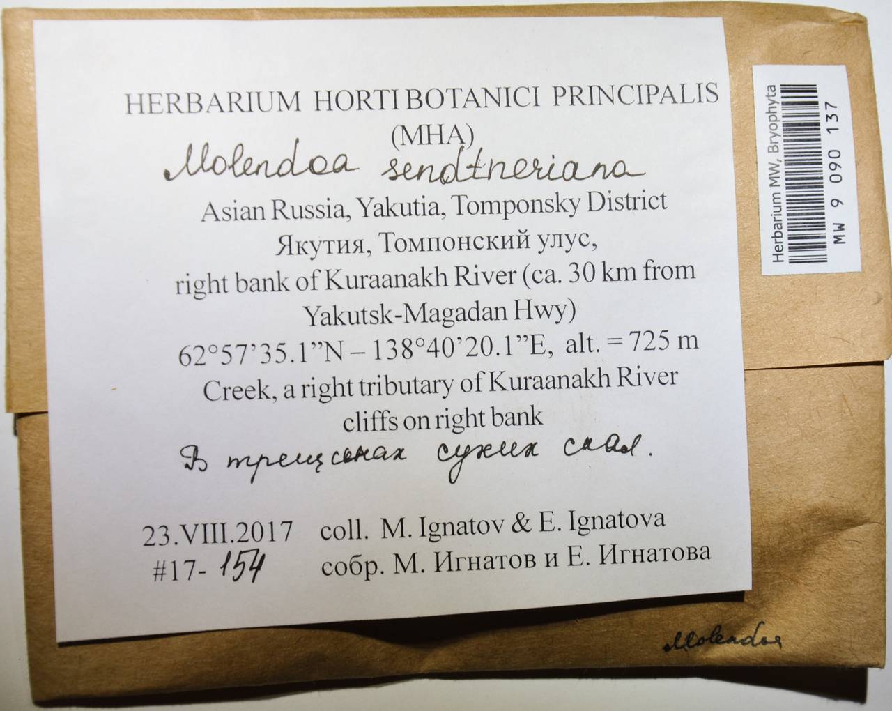 MW 9 090 137, Molendoa sendtneriana (Bruch & Schimp.) Limpr., Гербарий мохообразных, Мхи - Якутия (B19) (Россия)