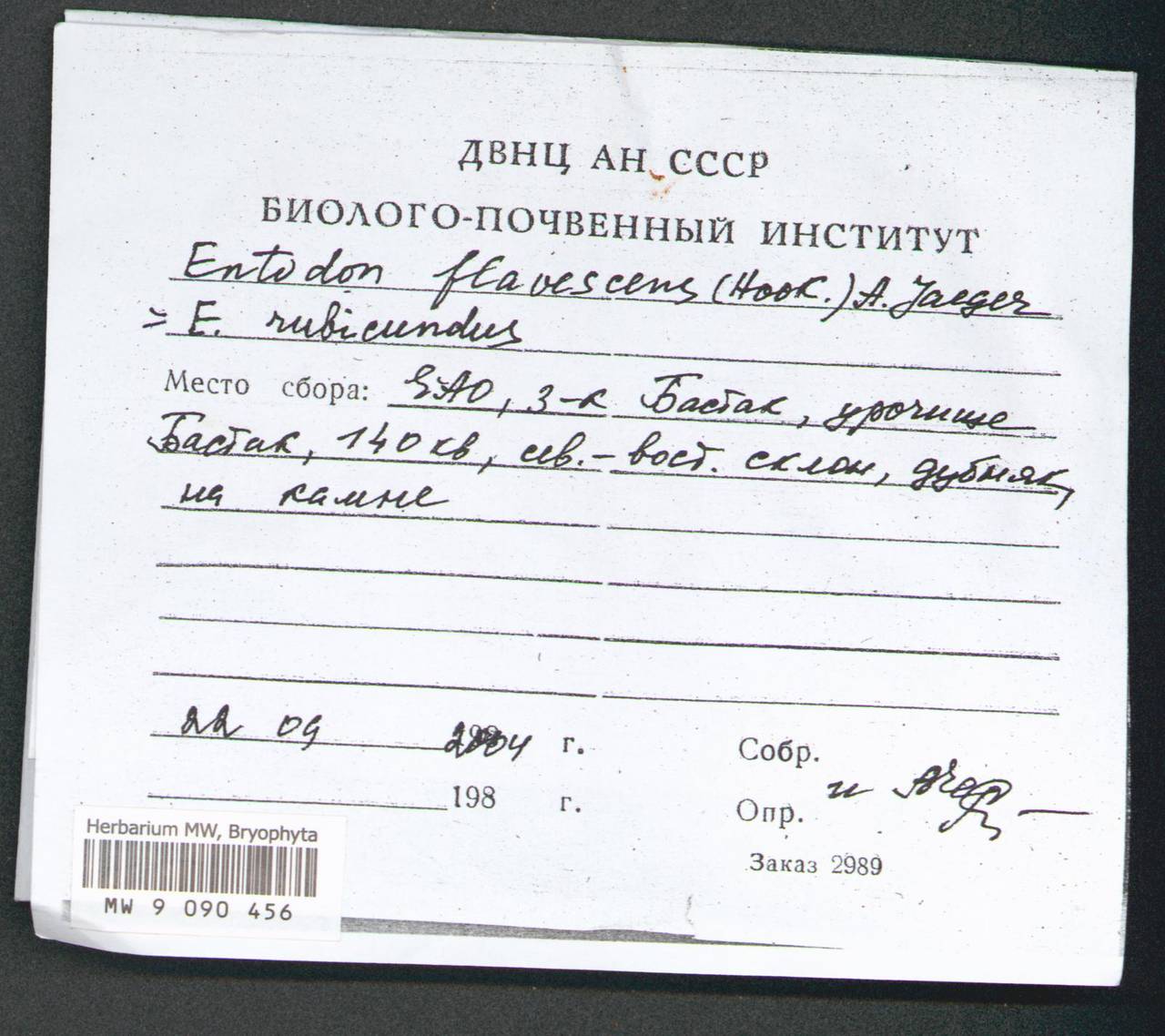 Entodon flavescens (Hook.) A. Jaeger, Гербарий мохообразных, Мхи - Дальний Восток (без Чукотки и Камчатки) (B20) (Россия)