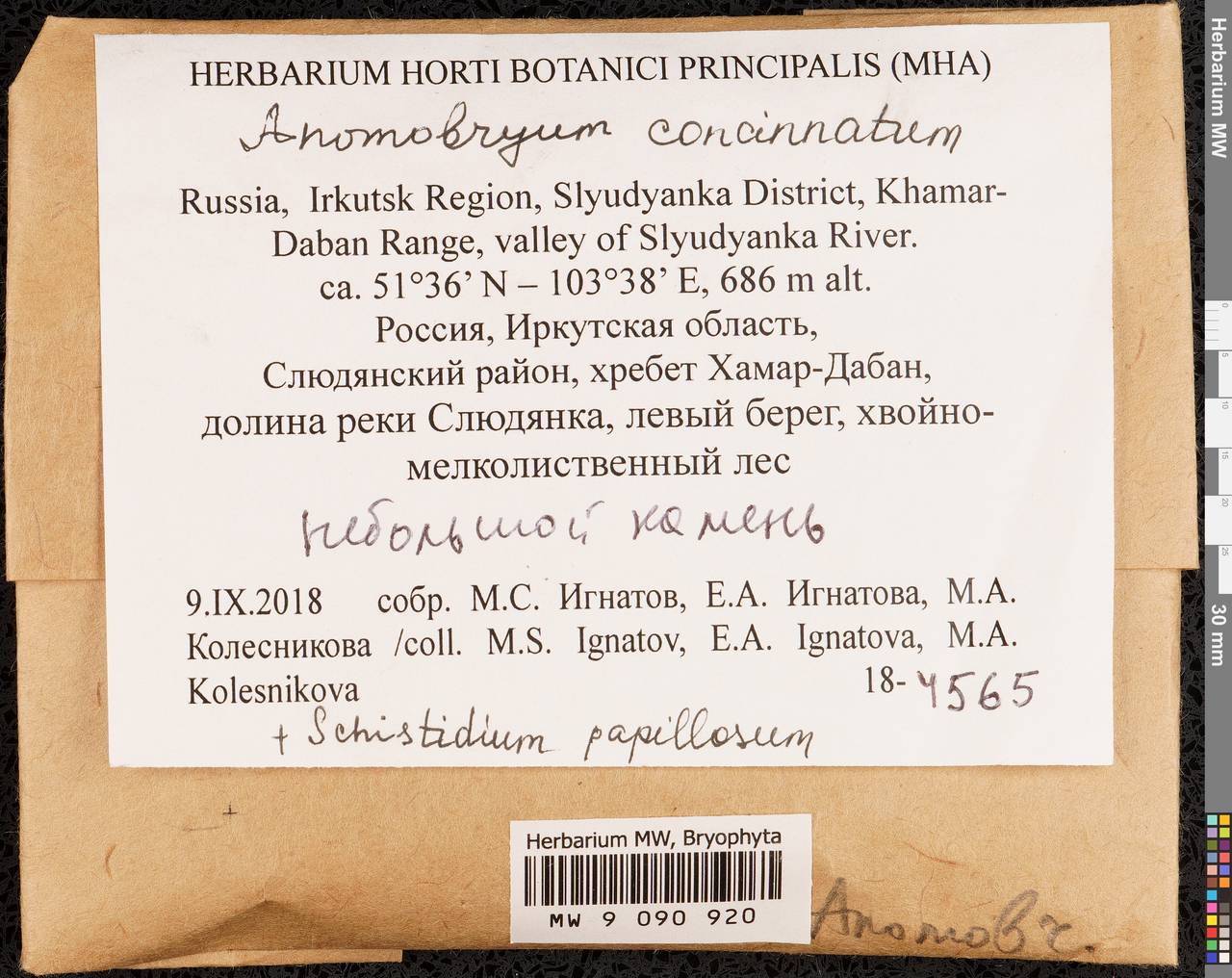 Anomobryum concinnatum (Spruce) A. Jaeger, Гербарий мохообразных, Мхи - Прибайкалье и Забайкалье (B18) (Россия)
