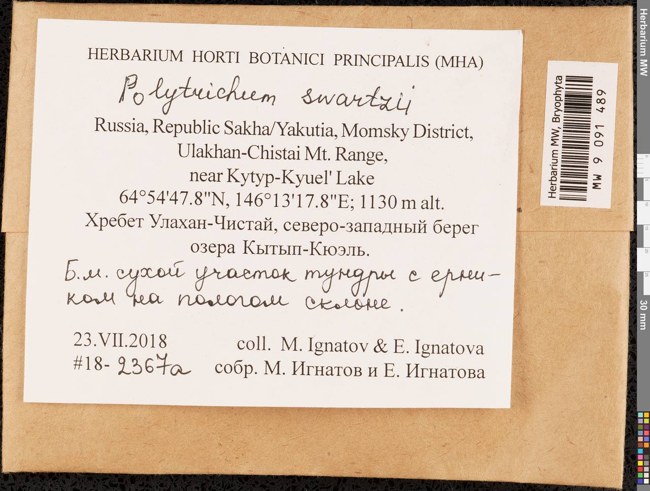 Polytrichum swartzii Hartm., Гербарий мохообразных, Мхи - Якутия (B19) (Россия)