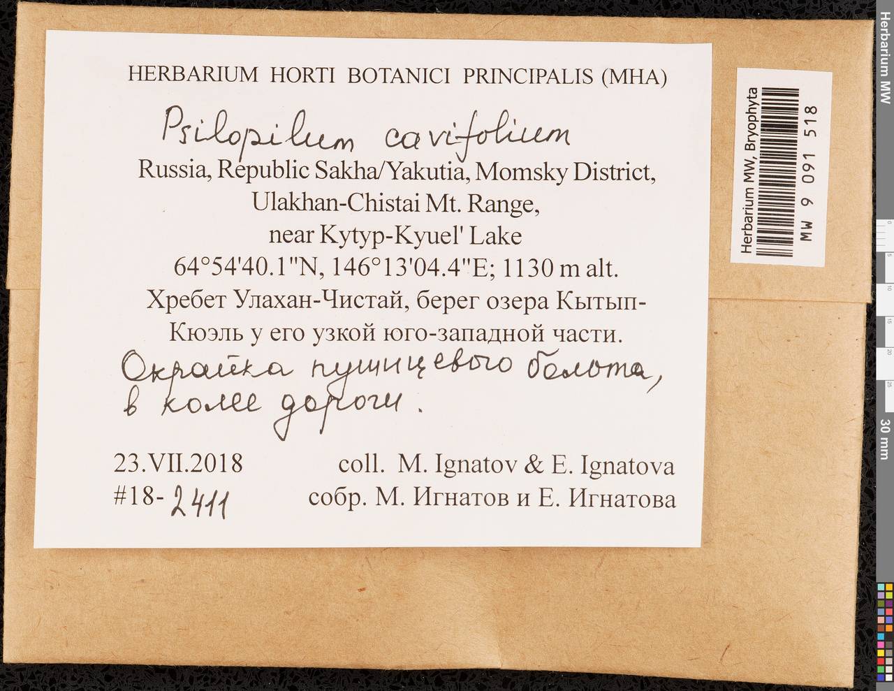 Psilopilum cavifolium (Wilson) I. Hagen, Гербарий мохообразных, Мхи - Якутия (B19) (Россия)