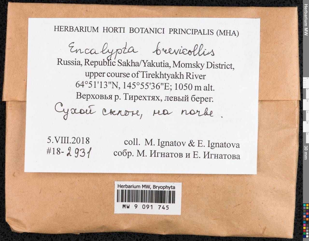 Encalypta brevicolla (Bruch & Schimp.) Ångstr., Гербарий мохообразных, Мхи - Якутия (B19) (Россия)