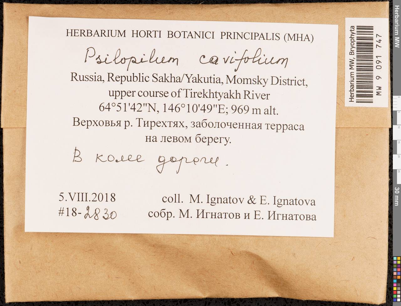 Psilopilum cavifolium (Wilson) I. Hagen, Гербарий мохообразных, Мхи - Якутия (B19) (Россия)