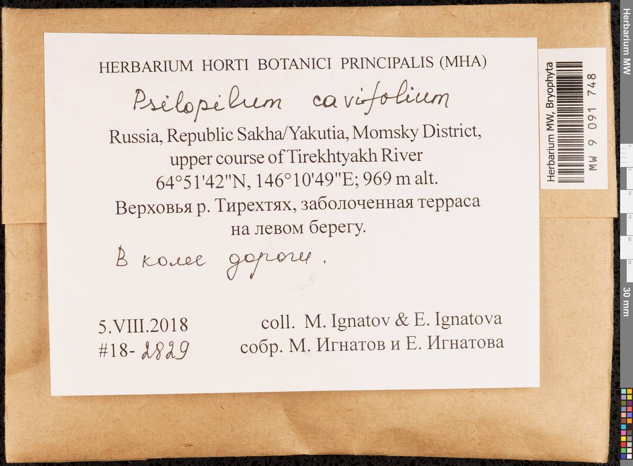 Psilopilum cavifolium (Wilson) I. Hagen, Гербарий мохообразных, Мхи - Якутия (B19) (Россия)