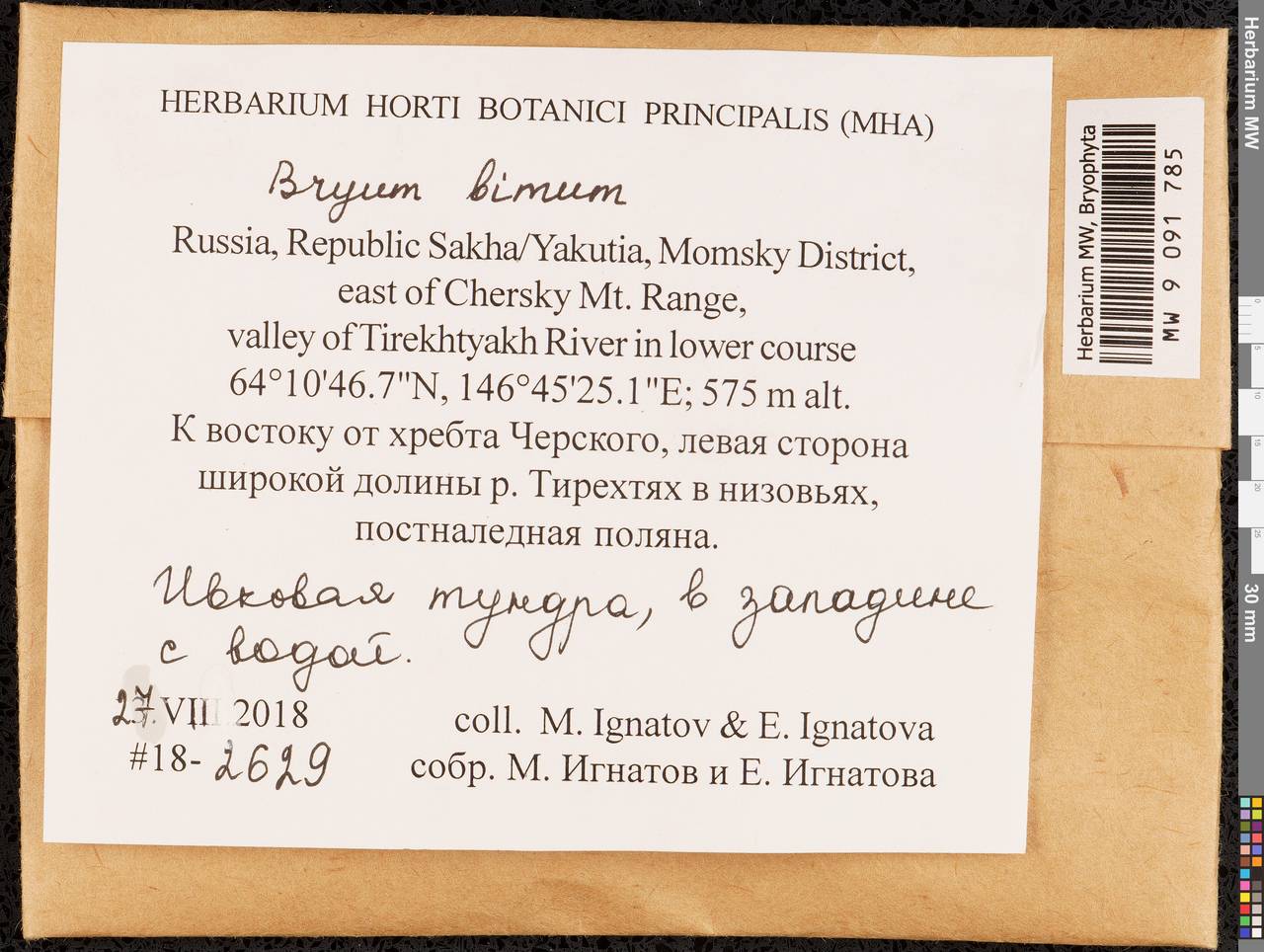 Ptychostomum bimum (Schreb.) J.R. Spence, Гербарий мохообразных, Мхи - Якутия (B19) (Россия)