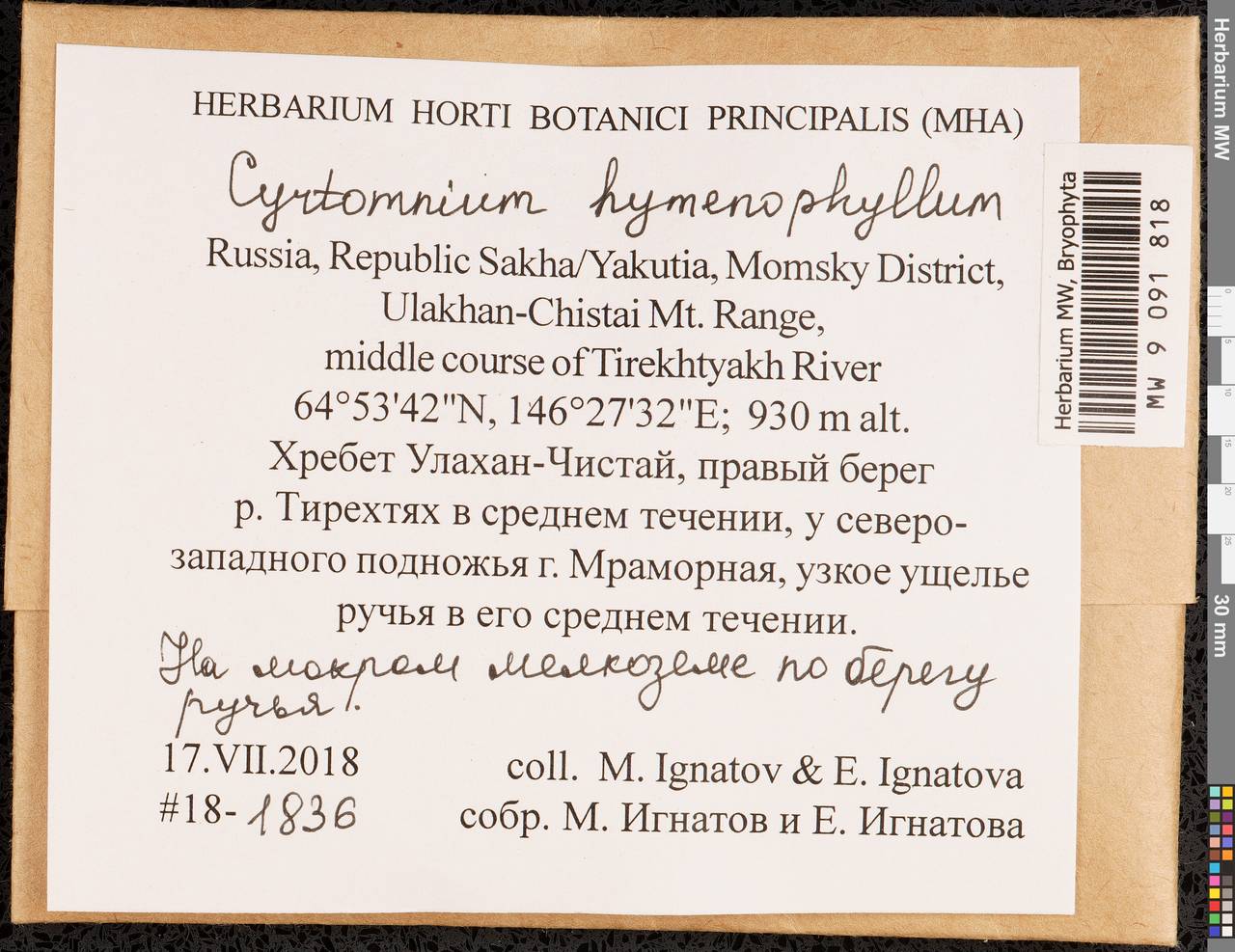 Cyrtomnium hymenophyllum (Bruch & Schimp.) Holmen, Гербарий мохообразных, Мхи - Якутия (B19) (Россия)