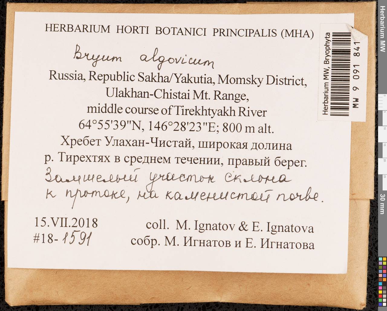 Ptychostomum compactum Hornsch., Гербарий мохообразных, Мхи - Якутия (B19) (Россия)