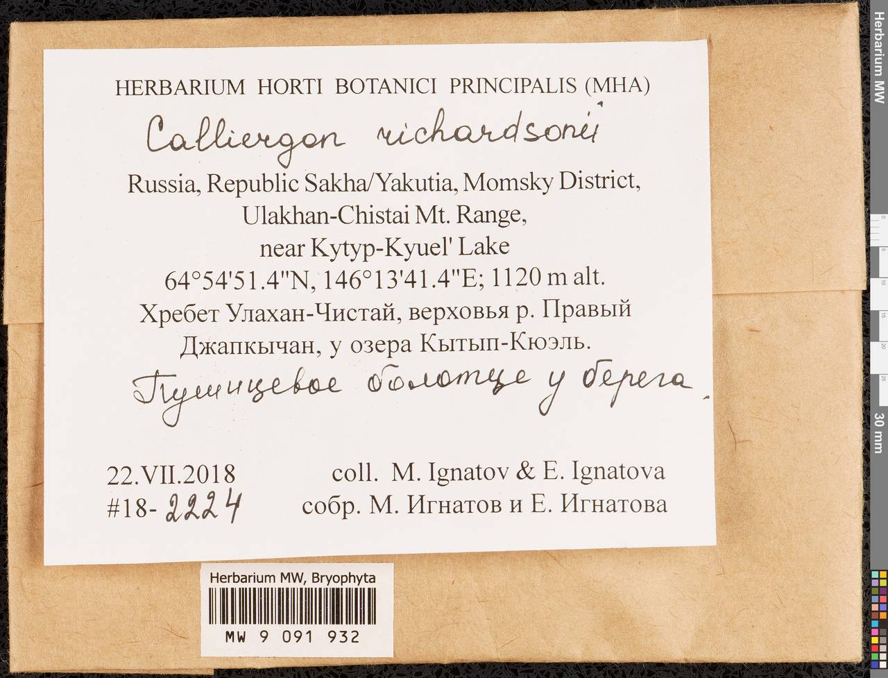 Calliergon richardsonii (Mitt.) Kindb. ex G. Roth, Гербарий мохообразных, Мхи - Якутия (B19) (Россия)