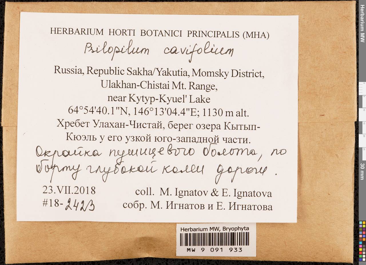 Psilopilum cavifolium (Wilson) I. Hagen, Гербарий мохообразных, Мхи - Якутия (B19) (Россия)
