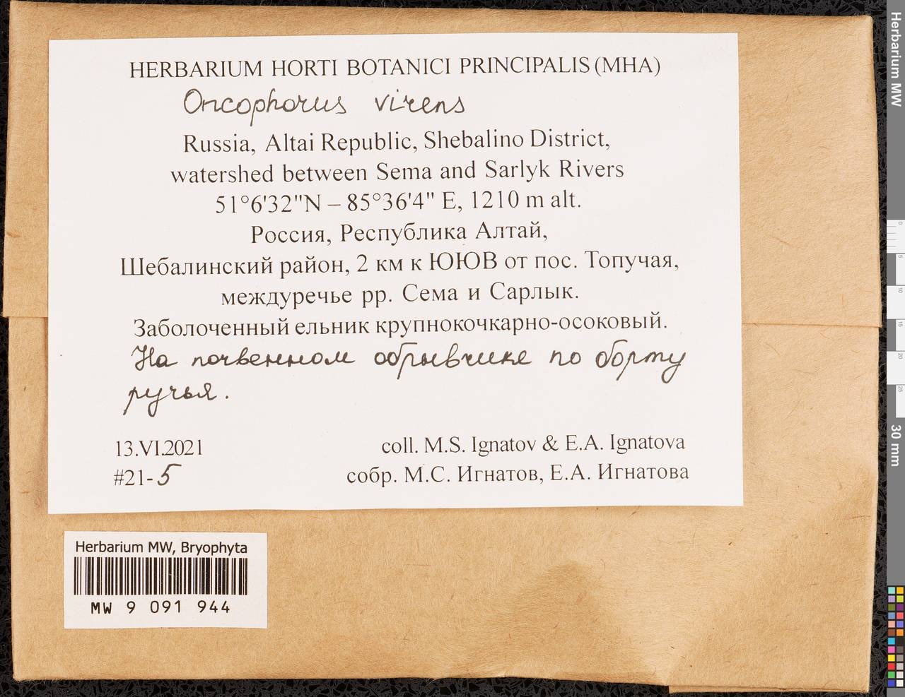Oncophorus virens (Hedw.) Brid., Гербарий мохообразных, Мхи - Западная Сибирь (включая Алтай) (B15) (Россия)