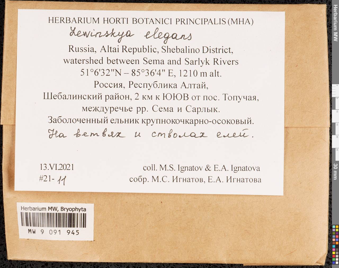 Lewinskya elegans (Schwägr. ex Hook. & Grev.) F. Lara, Garilleti & Goffinet, Гербарий мохообразных, Мхи - Западная Сибирь (включая Алтай) (B15) (Россия)
