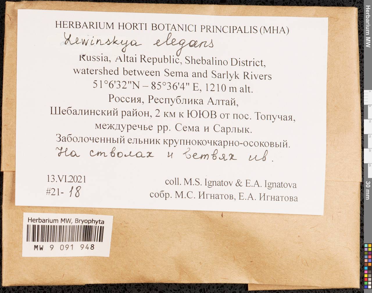 Lewinskya elegans (Schwägr. ex Hook. & Grev.) F. Lara, Garilleti & Goffinet, Гербарий мохообразных, Мхи - Западная Сибирь (включая Алтай) (B15) (Россия)