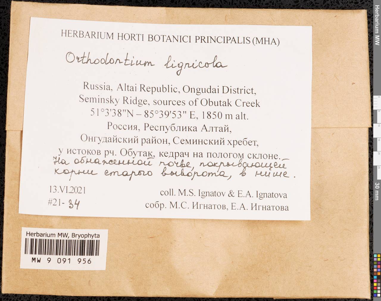 Orthodontium lignicola (Broth.) Da C. Zhang, Гербарий мохообразных, Мхи - Западная Сибирь (включая Алтай) (B15) (Россия)