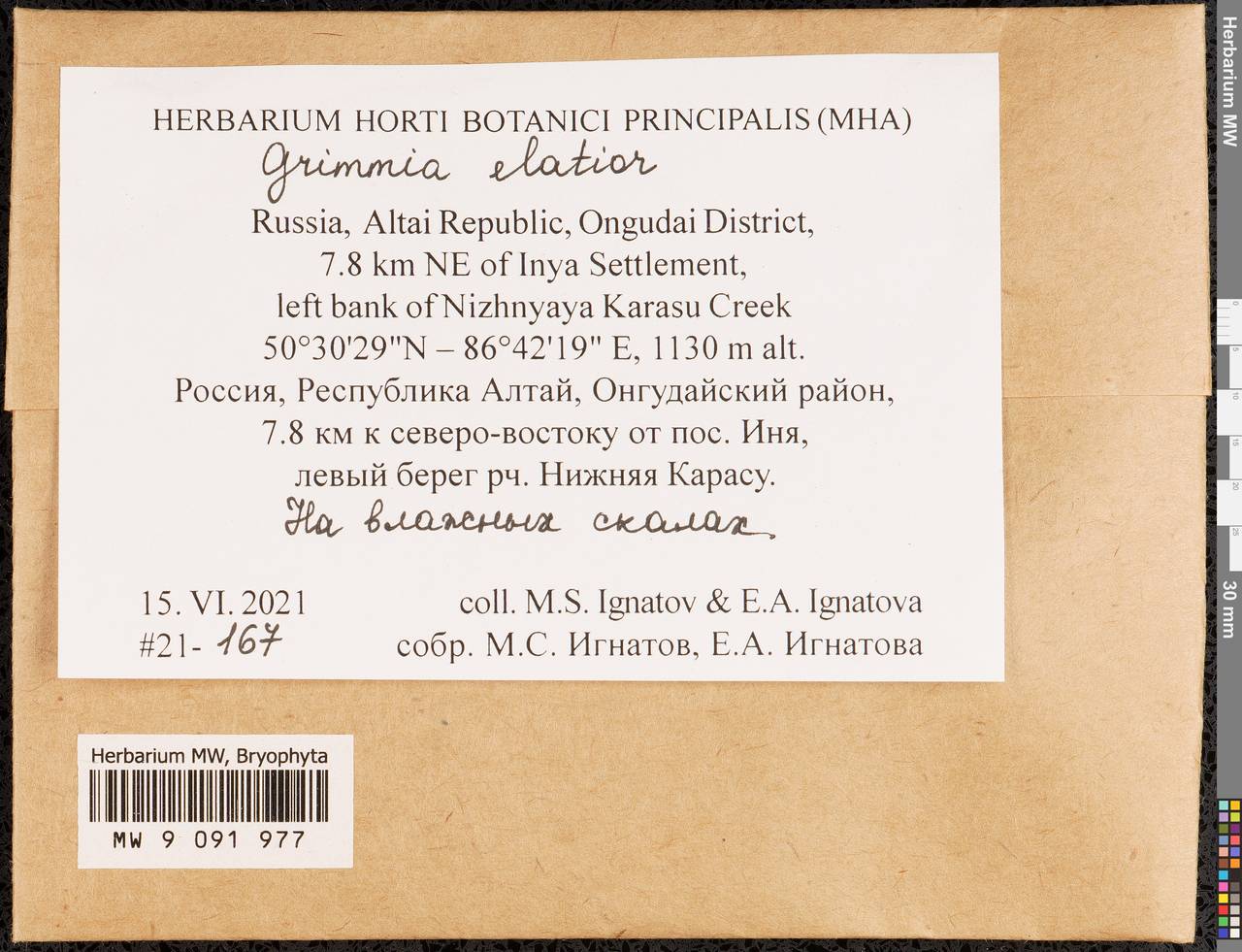 Grimmia elatior Bruch ex Bals.-Criv. & De Not., Гербарий мохообразных, Мхи - Западная Сибирь (включая Алтай) (B15) (Россия)