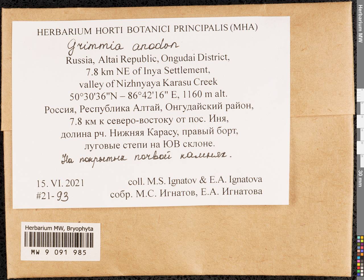 Grimmia anodon Bruch & Schimp., Гербарий мохообразных, Мхи - Западная Сибирь (включая Алтай) (B15) (Россия)