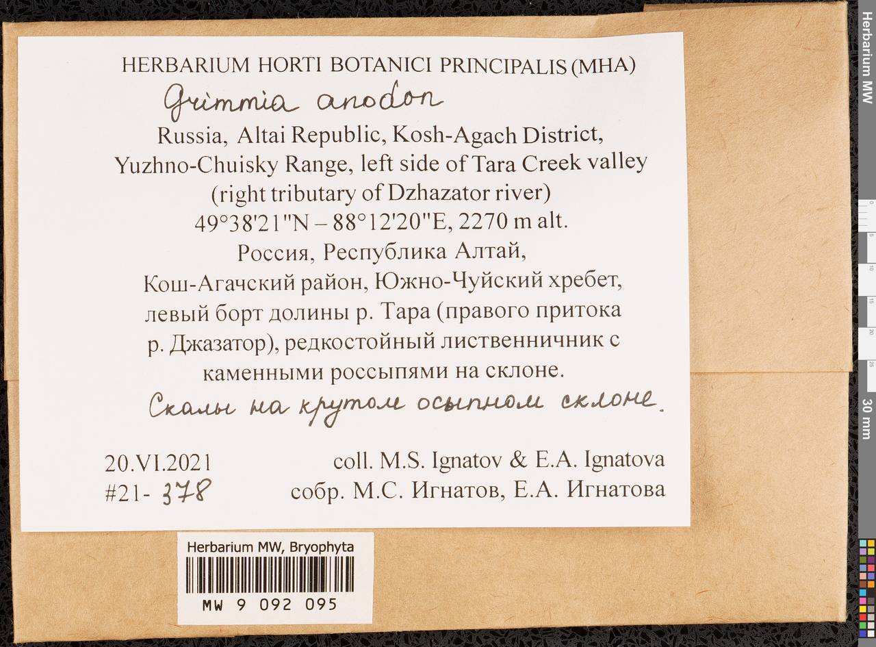 Grimmia anodon Bruch & Schimp., Гербарий мохообразных, Мхи - Западная Сибирь (включая Алтай) (B15) (Россия)