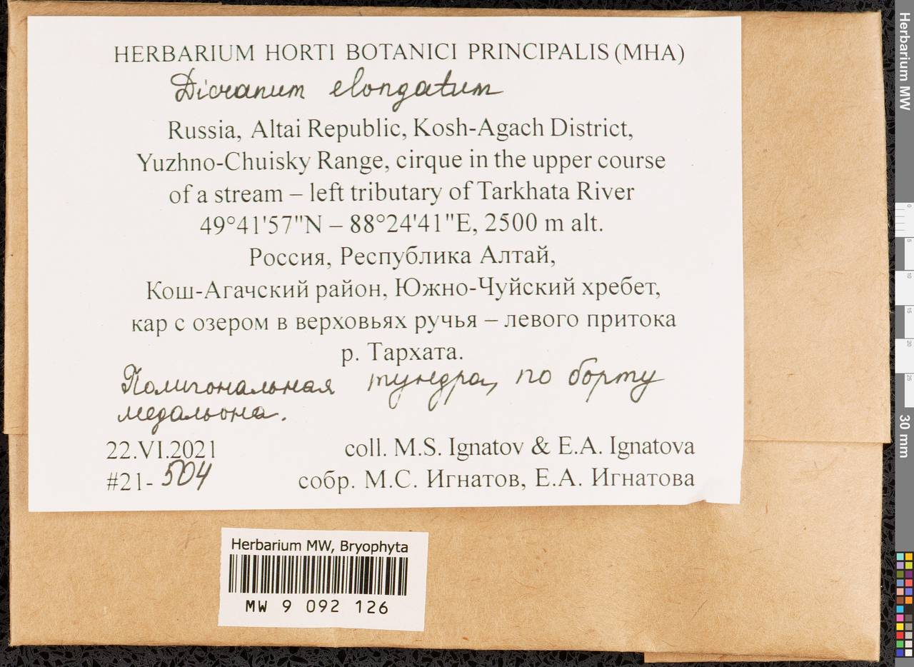 Dicranum elongatum Schleich. ex Schwägr., Гербарий мохообразных, Мхи - Западная Сибирь (включая Алтай) (B15) (Россия)