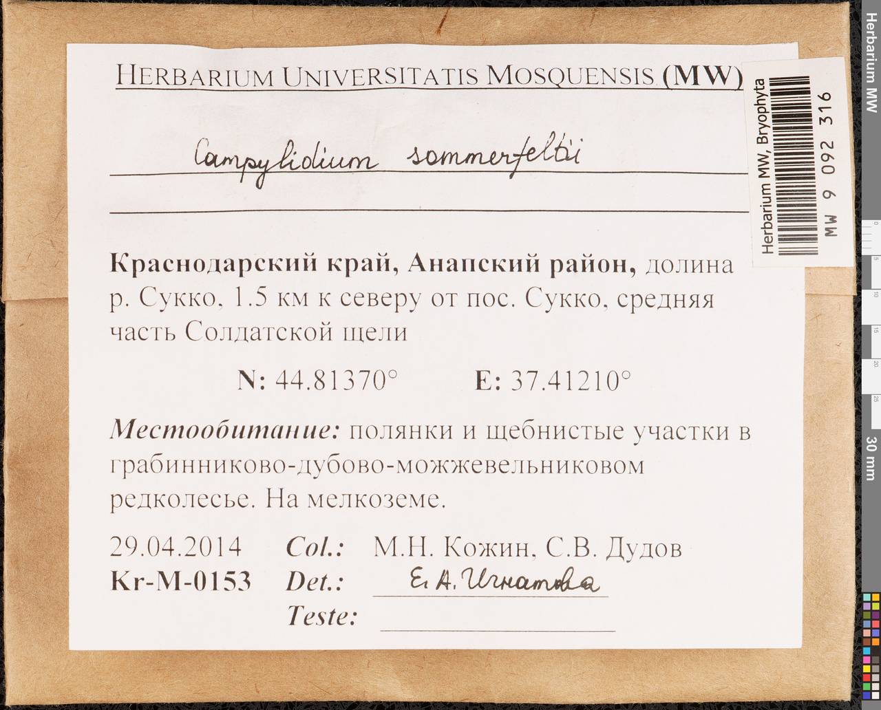Campylophyllopsis sommerfeltii (Myrin) Ochyra, Гербарий мохообразных, Мхи - Северный Кавказ и Предкавказье (B12) (Россия)
