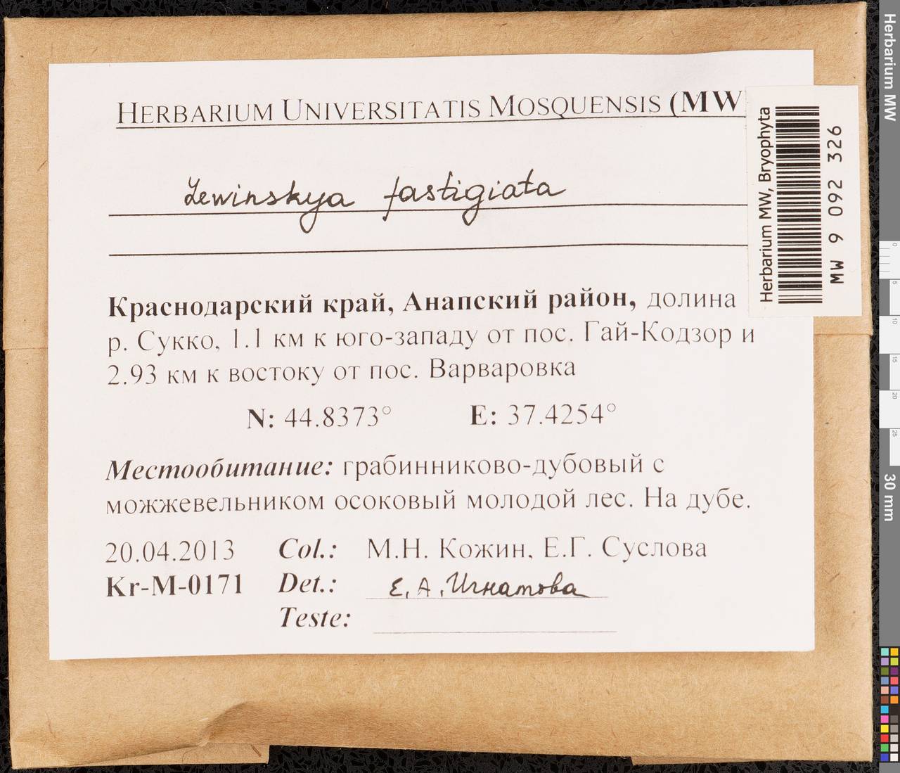 Lewinskya fastigiata (Bruch ex Brid.) Vigalondo, F. Lara & Garilleti, Гербарий мохообразных, Мхи - Северный Кавказ и Предкавказье (B12) (Россия)