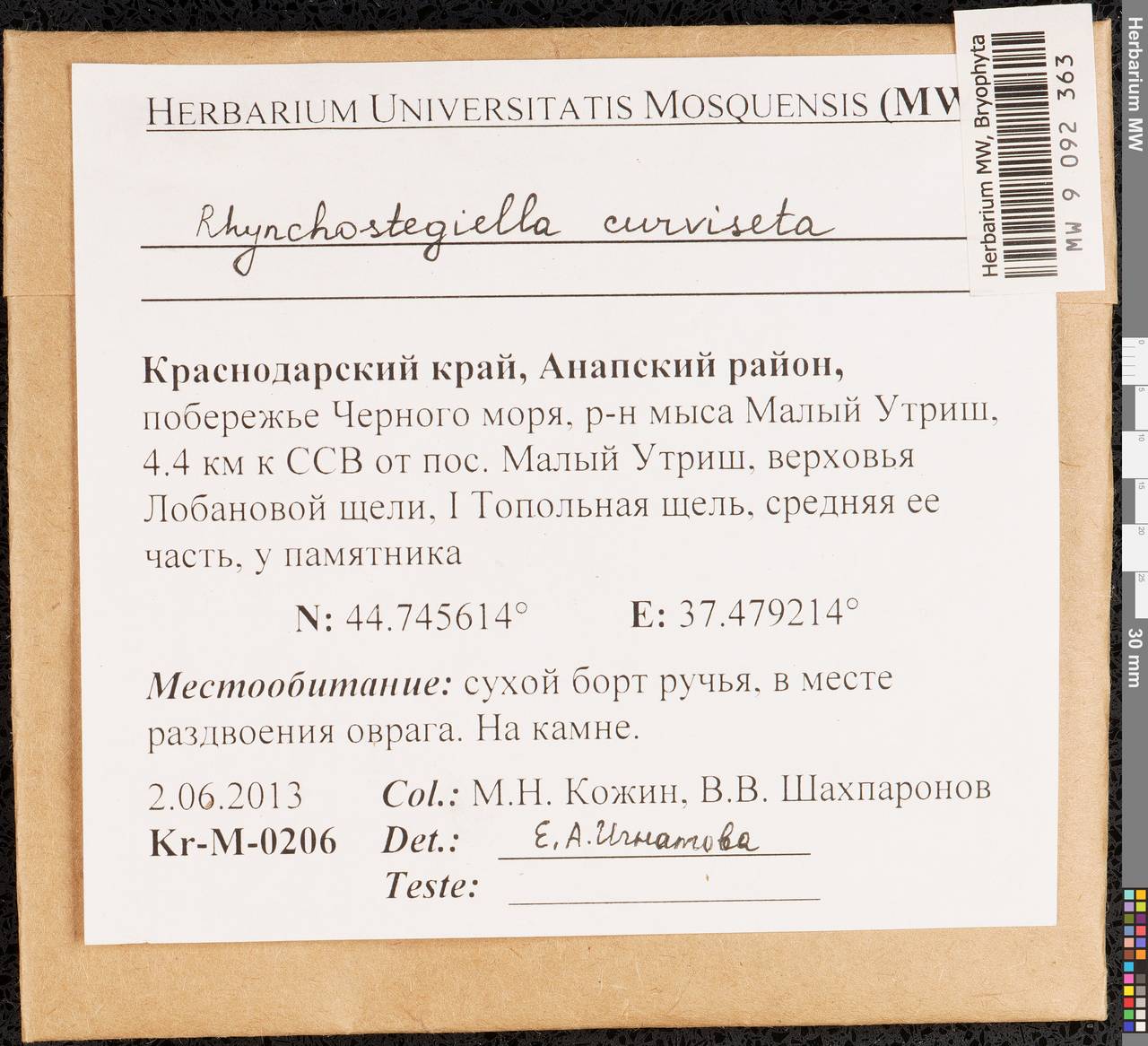 Rhynchostegiella curviseta (Brid.) Limpr., Гербарий мохообразных, Мхи - Северный Кавказ и Предкавказье (B12) (Россия)