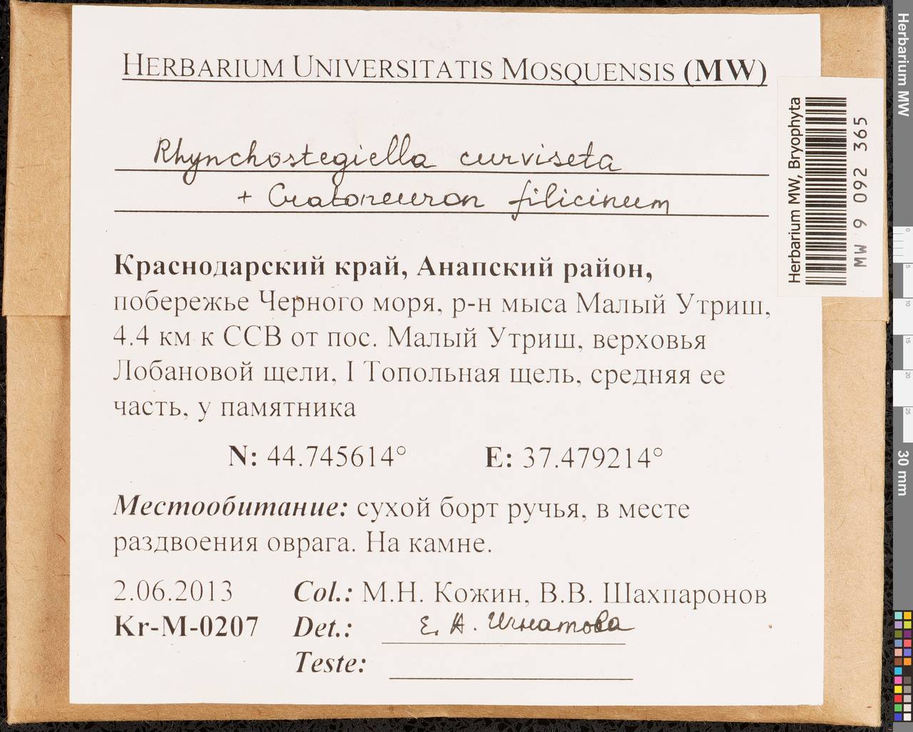 Rhynchostegiella curviseta (Brid.) Limpr., Гербарий мохообразных, Мхи - Северный Кавказ и Предкавказье (B12) (Россия)
