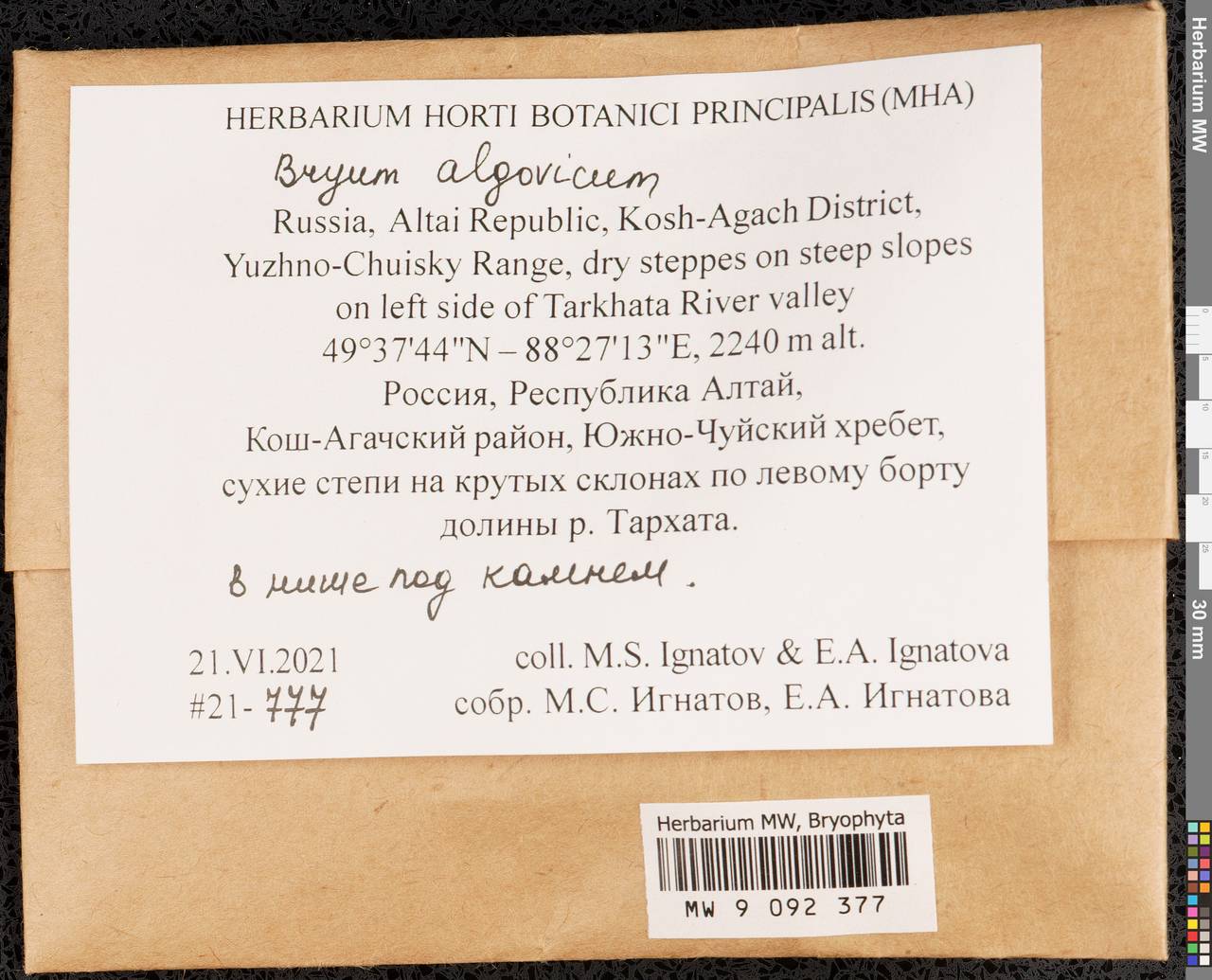 Ptychostomum compactum Hornsch., Гербарий мохообразных, Мхи - Западная Сибирь (включая Алтай) (B15) (Россия)