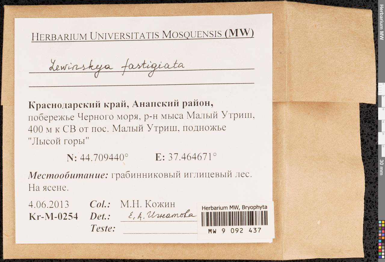 Lewinskya fastigiata (Bruch ex Brid.) Vigalondo, F. Lara & Garilleti, Гербарий мохообразных, Мхи - Северный Кавказ и Предкавказье (B12) (Россия)