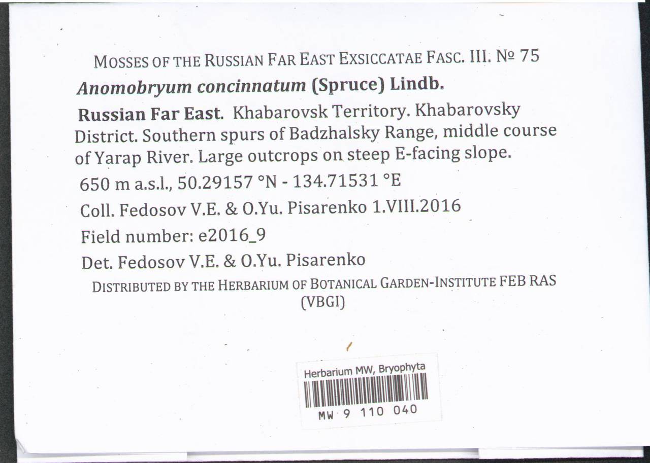Anomobryum concinnatum (Spruce) A. Jaeger, Гербарий мохообразных, Мхи - Дальний Восток (без Чукотки и Камчатки) (B20) (Россия)